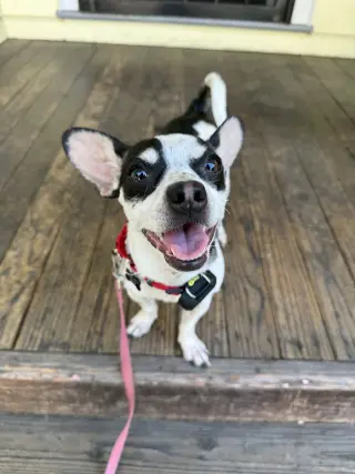 Dottie