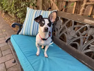 Dottie