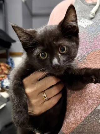 CAT - Remy