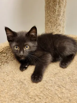 CAT - Remy