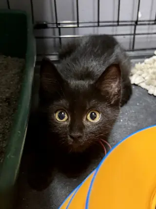 CAT - Ruby