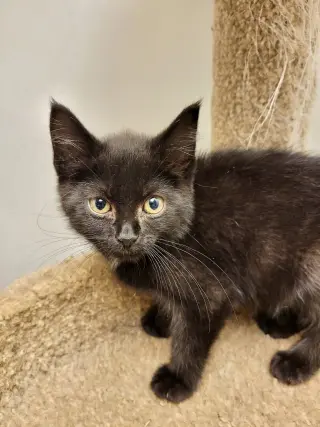 CAT - Ruby