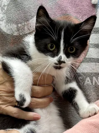 CAT - Rory