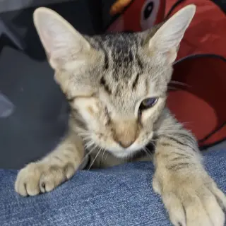 Pirate