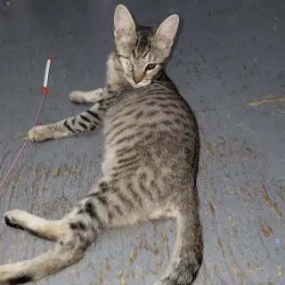 Pirate