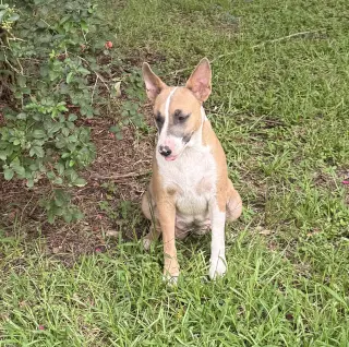 Linda - mamma dog ready for some me time