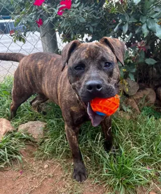 Axel