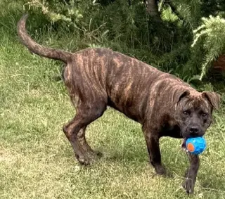 Axel