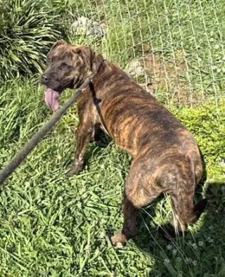 Axel