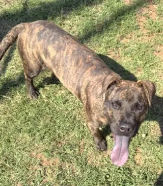 Axel