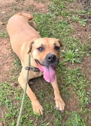 Echo