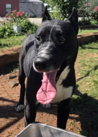 Fido