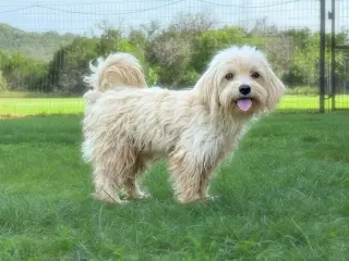Ivan