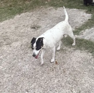 Tally - backyard explorer