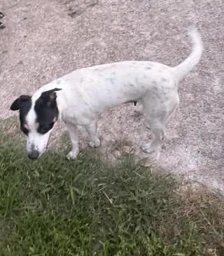 Tally - backyard explorer
