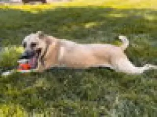 Sinbad    Low Fee!!   In PA!!