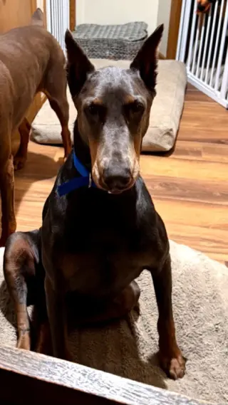 Rue adoption pending!