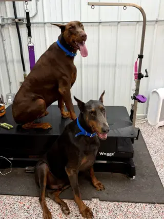 Rue adoption pending!