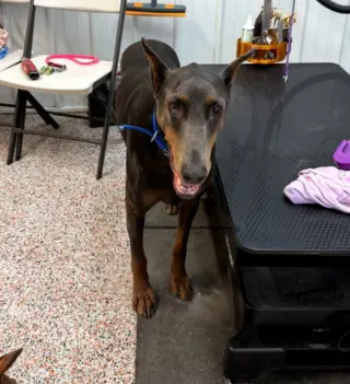 Rue adoption pending!