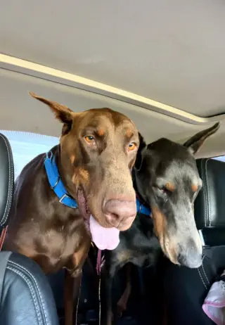 Rue adoption pending!