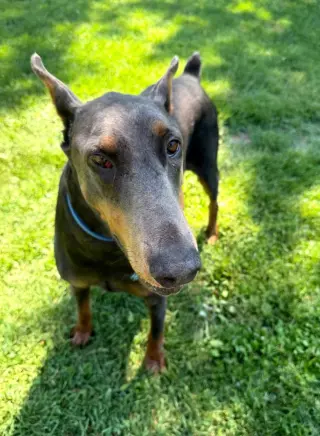 Rue adoption pending!