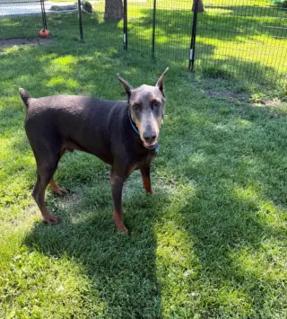 Rue adoption pending!