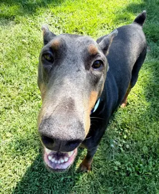 Rue adoption pending!