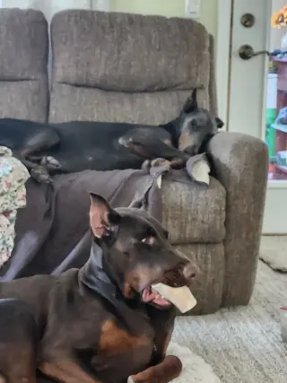 Rue adoption pending!
