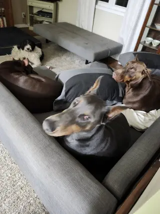 Rue adoption pending!