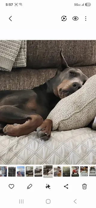 Rue adoption pending!
