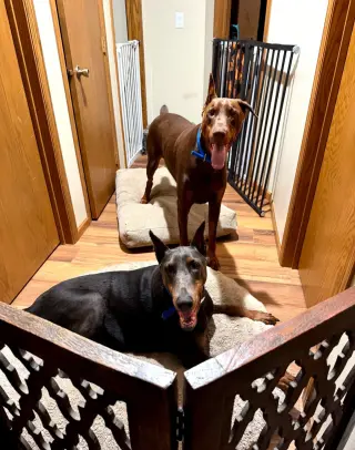 Rue adoption pending!