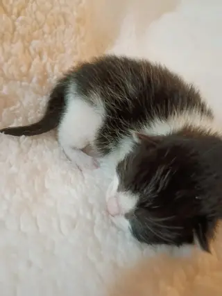 Ozzy