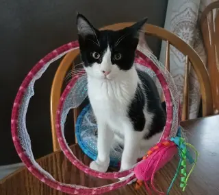 Ozzy