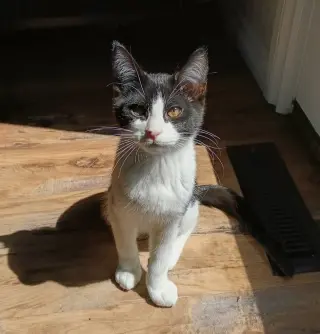 Ozzy