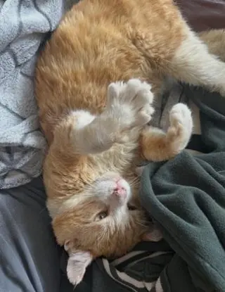 Purrince