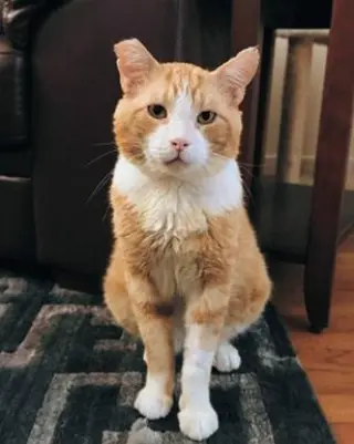 Purrince