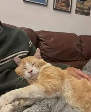Purrince