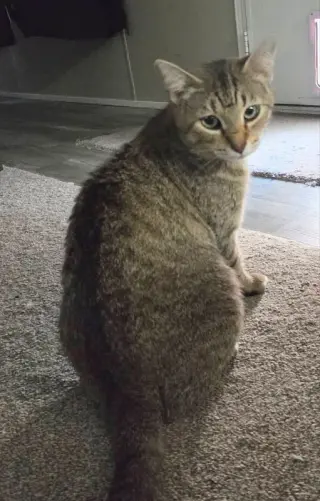 Sweetie Pie