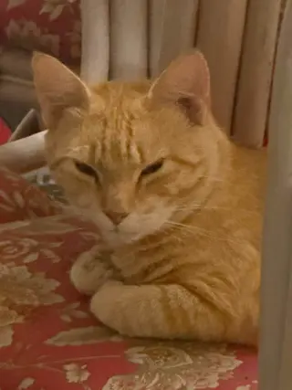 Butters