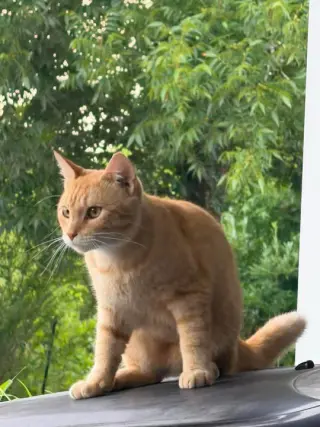 Butters