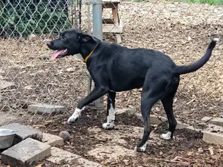 Tippy