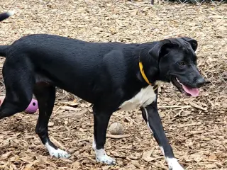 Tippy