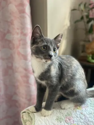 Penny