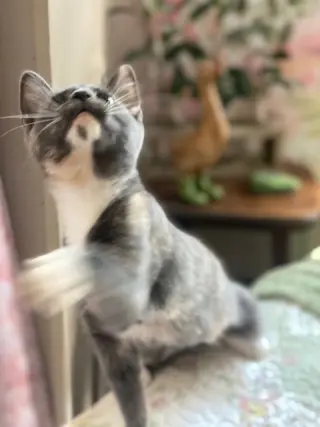 Penny
