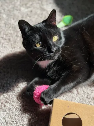 Nyx (In Foster)
