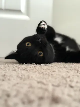 Nyx (In Foster)