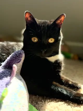 Nyx (In Foster)