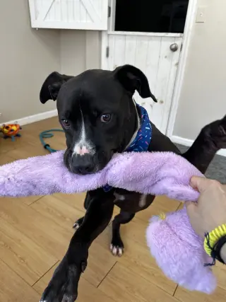 Ringo Athens