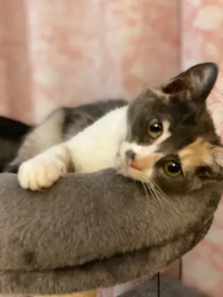 Priscilla