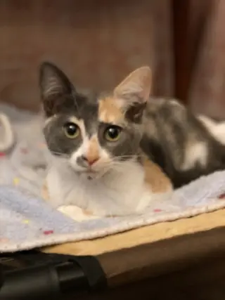 Priscilla